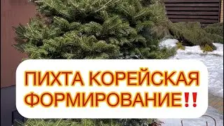 ✅ПИХТА КОРЕЙСКАЯ из Лысой в КРАСОТКУ😍 ЗА СЕЗОН‼️ФОРМИРОВАНИЕ