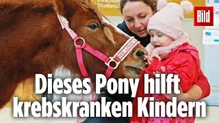 Therapie-Pony Chexy besucht Kinderkrebs-Station