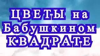 Полотно из цветов на Бабушкином квадрате - эксперимент