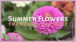 10 Summer Flowering Plants That Love The Sun and Heat!