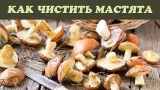 Как чистить маслята | Домоед