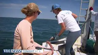 On WRAL at 6   🦈 Shark tracking off NC coast