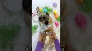 How to give your dog an #easter massage!