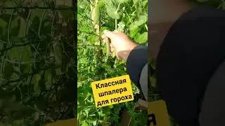 Классная шпалера из сетки рабицы для гороха