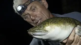 Huge Marbled Eel Is Monster of Fijian Lore