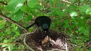 Racket-tailed treepie bird Feed the baby in the nest well (8) Racket-tailed treepie bird