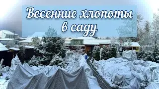 Дары мая) весенние хлопоты в розарии! Нижегородская область.