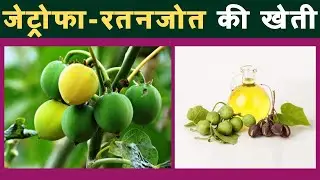 Jatropha-Ratanjot की खेती | jatropha cultivation | Bio Fuel ऊगा कर किसान कामएंगे मुनाफा