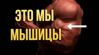 Мышцы как они есть