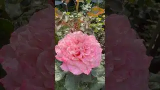 Мияби и Мияби Ча / Японские розы/ как отличить #розы #сад #садоводство #rose #цветы #flowers