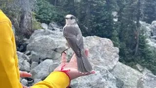 🐦 Friendly Canada Gray Jay at Whistler Blackcomb Mountain 🏔