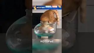 Хитрый кот 