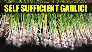 Be Self Sufficient, Grow Garlic! - Garden Quickie Episode 64