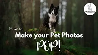 Make your pet photos POP!