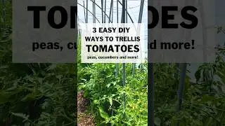 🌱🪜 Providing support is key for healthy plants and a great harvest! #gardentrellis #tomatoes