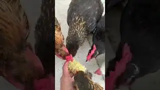 Our 6 Hens - Episode 12 A Corn Treat