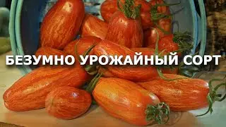 Безумно урожайный и красивый сорт