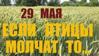 29 МАЯ ФЁДОР ЖИТНИК. Народные приметы и традиции славян