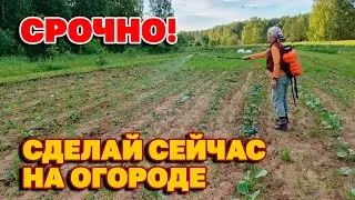 ЧЕМ ОБРАБОТАТЬ ОГОРОД ПОСЛЕ СИЛЬНЫХ ДОЖДЕЙ ПОДКОРМКА РАСТЕНИЙ ДЛЯ БОГАТОГО УРОЖАЯ @obovsemsmarusya