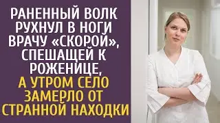 Раненный волк рухнул в ноги врачу «Скорой», спешащей к роженице, а утром село замерло от странной