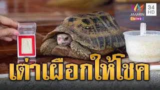 สาวฝันแปลก ตื่นมาเจอเต่าหัวเผือก เชื่อมาให้โชค | ข่าวอรุณอมรินทร์ | 12/6/67