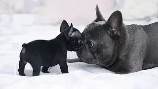 Funny and Cute French Bulldog Puppies Compilation #5 - Cutest French Bulldog