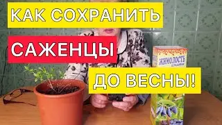 Как сохранить саженцы до посадки весной. Жимолость съедобная.