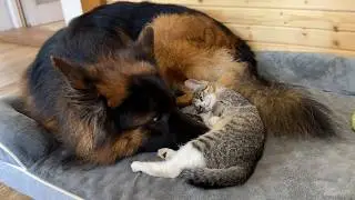 Tiny Kitten Has Incredible Trust In Her German Shepherd Friend