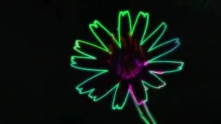 colourful glowing Neon Flower Overlay | HD Flower Background | Flower overlay | Nature Backgrounds