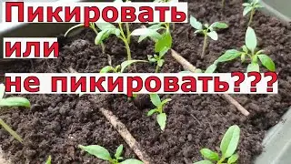 Томаты без пикировки. Пикировать Рассаду или не пикировать рассаду томатов? Вот в чём вопрос.