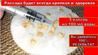 По Секрету! ПОЧЕМУ ПЕРЕЦ НИЧЕМ НЕ БОЛЕЕТ. Рассада всегда крепкая, а урожай огромный. Видео 2