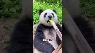 Панда, продавшая своего детеныша за яблоко! 🐼🤝🍎 #животные