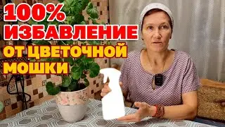 ЛУЧШИЙ СПОСОБ ОТ  ЦВЕТОЧНОЙ МОШКИ/СРЕДСТВО ОТ ВРЕДИТЕЛЕЙ КОМНАТНЫХ ЦВЕТОВ@obovsemsmarusya