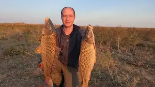 Такого клёва сазанов я не ожидал. Ловля сазана на жмых в октябре, в Астрахани.