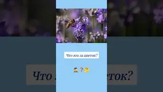 Как называется этот цветок? 🤔 #вопросы #цветы #эрудиция #эрудитплюс