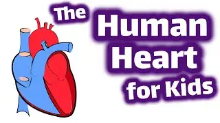 The Human Heart for Kids