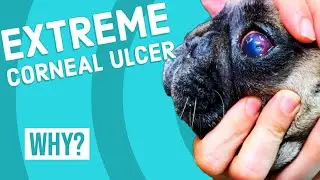 Extreme Corneal Ulcer in Dog