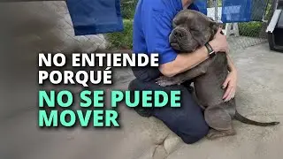 Este perrito nunca dejó de intentar recuperar su movilidad