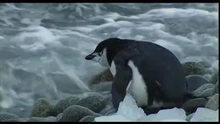 Chinstrap penguins first swim