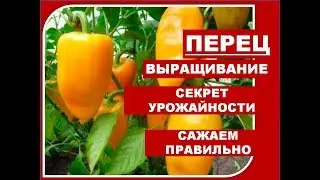 Тонкости Посадки Перца в Теплицу🌶️ Как правильно Сажать Перец. Перец Выращивание и уход видео