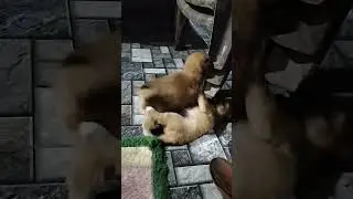 lelucon Anak Anjing 🐶🐕#shortvideo #anakanjing #lucu #hiburan #peliharaan