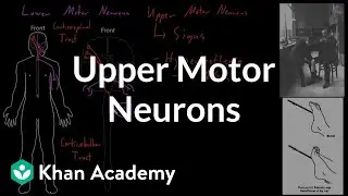 Upper motor neurons | Organ Systems | MCAT | Khan Academy