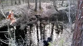 Кардон у Скрабовки Брянский лес