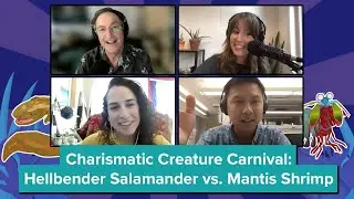 #CharismaticCreature Carnival: Hellbender Salamander vs. Mantis Shrimp (SciFri Live Zoom Call-in)