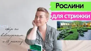 Кращі рослини для стрижки та фітопластики