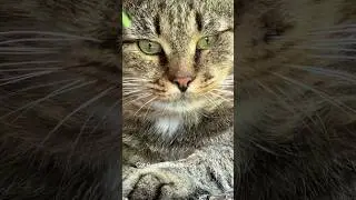 ✨ Ален КОТолен ✨ #catvideos #barsik #catcute