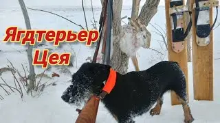 Охота на зайца. Ягдтерьер Цея подъем зайца и добор. Jagdterrier hare hunting