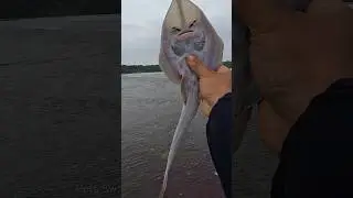 Happy ending - Watch the inspiring rescue of these stingray fish 🥺