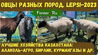 Гордость Казахстана: Эдильбаи от Алаколь-Агро, Бирлик, Курмангазы. Овцы других пород. Lepsi-2023