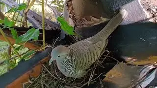 Dove birds Protect the first baby in the nest - EP2 - Baby Birds Dove 🕊 ♥️